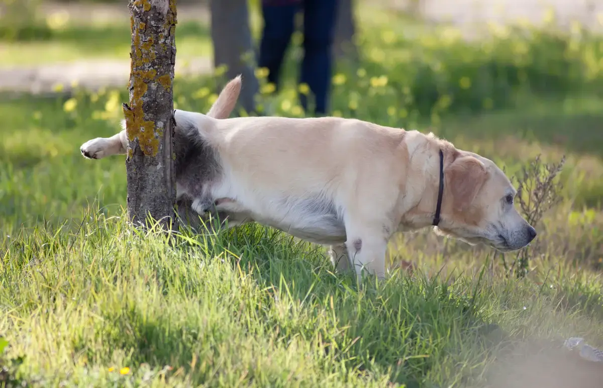 Pet damage or biohazard issues in a home